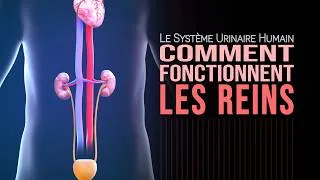 Miniature : Les reins et le système urinaire humain (1ère partie)