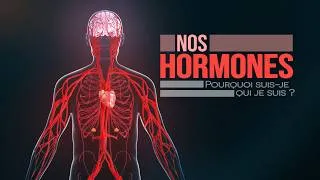 Miniature : Comment fonctionnent nos hormones (animation)?