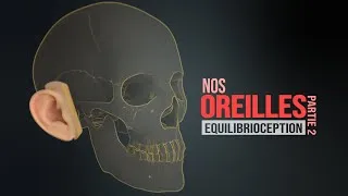 Miniature : Comment fonctionne l'oreille humaine ! Partie 2 - Sens de l'équilibre (Animation)