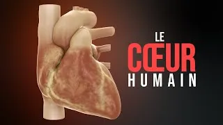 Miniature : Comment fonctionne le cœur humain ? (Animation)