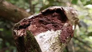 Miniature : Gestion climat forêt guyanaise CIRAD - Guyane