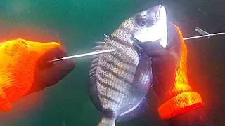 Miniature : Chasse Sous Marine avec des apnées de moins de 30 secondes (Sars , Vieilles ,Seiche )