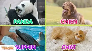 Miniature : Apprends les ANIMAUX DU MONDE 🐾 (PARTIE 1) ⎜ 30 Animaux