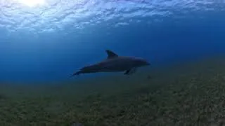 Miniature : 🏝️ DIVE 360 : POMME IS BACK (2026) – VR360 + 4K