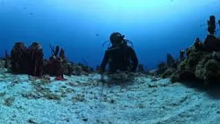 Miniature : 🏝️✨ ASMR : GUADELOUPE - LANGOUSTE ROYALE  🌊🐡 (2026) (VR360+4k)