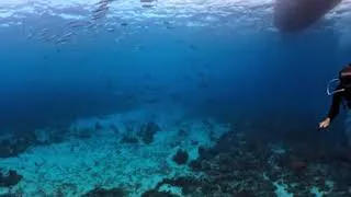 Miniature : 🏝️✨ ASMR : GUADELOUPE - CARANGUE EN PAGAILLE  🌊🐡 (2026) (VR360+4k)