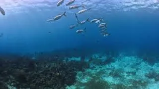 Miniature : 🏝️✨ ASMR : GUADELOUPE - CARANGUE A GROS YEUX  🌊🐡 (2026) (VR360+4k)