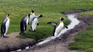 Miniature : Manchots royaux : Et au milieu coule une rivière