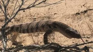 Miniature : Varan of Karakum desert