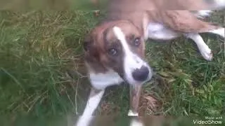 Miniature : Education canine avec des diffamateurs et dénonciateurs de maltraitance animale X)