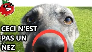 Miniature : 🍅 Animaux : on nous ARNAQUE - Tomates Pourries !