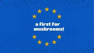 Miniature : #EuropeanMushrooms (2024)