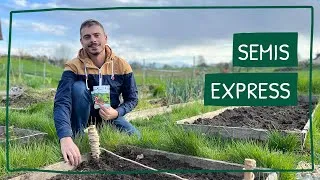 Miniature : Semis express de cresson alénois, radis et mesclun !