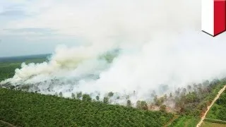 Miniature : Le smog venant des feux de forêt en Indonésie aurait tué 100 000 personnes