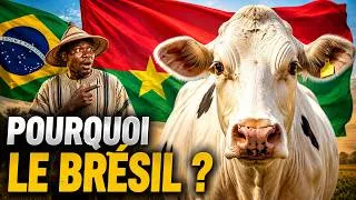Miniature : Pourquoi le Burkina importe-t-il des vaches du Brésil ?