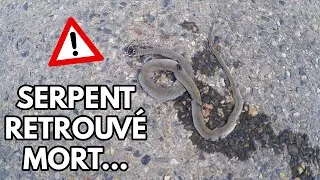 Miniature : CHASSE AUX SERPENTS - J'AI RETROUVÉ UN BÉBÉ SERPENT ÉCRASÉ