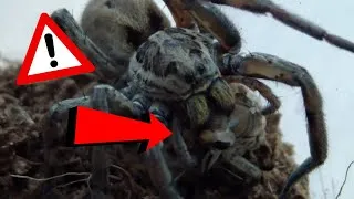 Miniature : ATTAQUE ET NOURRISSAGE ARAIGNÉE LOUP FRANCAISE