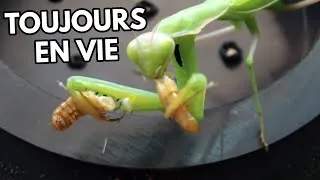 Miniature : ATTAQUE MANTE RELIGIEUSE SUR DES INSECTES