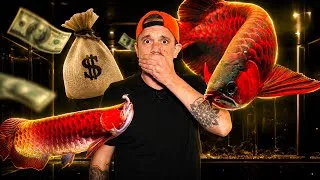 Miniature : CE POISSON PEUT VALOIR LE PRIX D’UNE MAISON !-TOOPET 