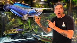 Miniature : JE TRANSFORME MON SALON EN FISH-ROOM POUR MES CHANNAS - TOOPET 