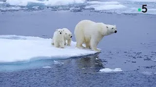 Miniature : Réchauffement Climatique : L'Antarctique (Documentaire entier)