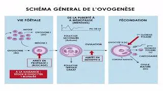 Miniature : l'ovogenèse en 2 minutes