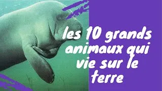 Miniature : les 10 grands animaux qui vie sur la terre (document)