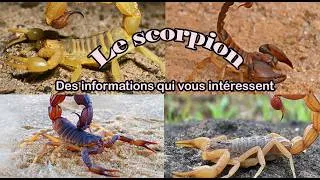Miniature : Le scorpion , Des informations qui vous intéressent