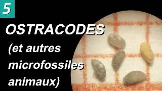 Miniature : OSTRACODES ET AUTRES MICROFOSSILES ANIMAUX (Métazoaires) - par Mme RUAULT-DJERRAB