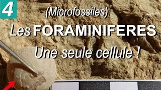 Miniature : Les FORAMINIFÈRES (microfossiles) - par Mme RUAULT-DJERRAB