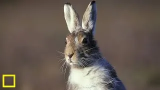 Miniature : LA BRETAGNE  TERRE DES LAPINS ET AVENTURES SAUVAGES