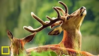 Miniature : À LA DÉCOUVERTE D’UN CERF À TRAVERS LA LUNETTE  UN MOMENT INOUBLIABLE