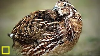 Miniature : CHASSE AUX PETITS GIBIERS AU DOMAINE DE LA CERISAILLE  UNE AVENTURE À DÉCOUVRIR