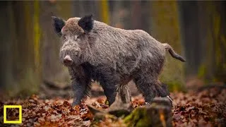 Miniature : CHASSE SPECTACULAIRE AUX SANGLIERS DANS LES CÉVENNES
