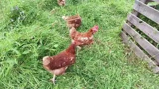 Miniature : 70 poules en compétition