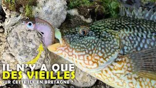 Miniature : Les POISSONS sont cachés dans le COURANT - Pêche sur une ile du Morbihan