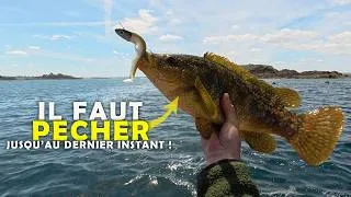 Miniature : PÊCHE en BRETAGNE : à la recherche des vieilles, bars et dorades en bateau !