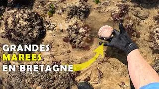 Miniature : Sous les rochers à marée basse : étrilles, homard et plein d'autres espèces marines !