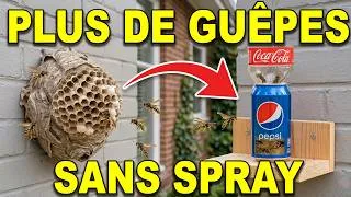 Miniature : Le Piège À Guêpes Que Les Professionnels Ne Montrent Jamais
