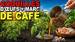 Miniature : Tout Le Monde Jette Ces Deux Ingrédients… Les Tomates Les Adorent
