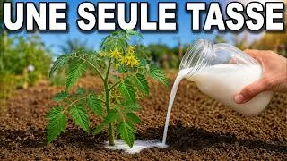 Miniature : Une Seule Tasse D’Un Mélange Maison Préparé En 2 Minutes… Et Les Tomates Explosent De Fruits