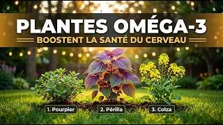 Miniature : 20 plantes riches en oméga-3 que la plupart des gens ne mangent jamais