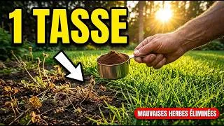 Miniature : 1 tasse de ceci tue toutes les mauvaises herbes — sans jamais toucher votre gazon