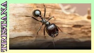 Miniature : Récap de mes bêtes! 🐜