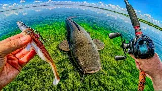Miniature : Traque d'un SILURE GÉANT dans cette eau ultra claire !!