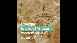 Miniature : Triticum, ses actions en 2020