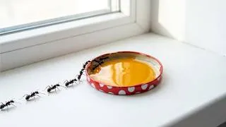 Miniature : Posez CECI par terre… Les fourmis disparaissent pour toujours en 24h !