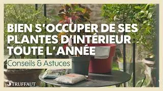 Miniature : Bien s’occuper de ses plantes d’intérieur toute l’année -- entretien & erreurs à éviter - Truffaut