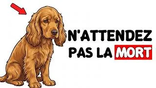 Miniature : Votre chien passe toute sa vie à attendre CE MOMENT ! (Ne le décevez pas)