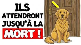 Miniature : Votre chien attend toute sa vie que vous fassiez ceci ! (Ne l’ignorez pas)